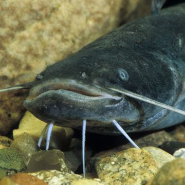 Wels catfish