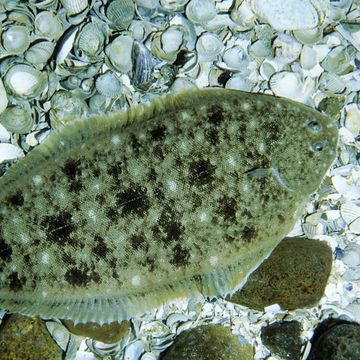 Common sole