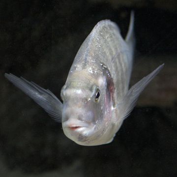 Gilthead seabream