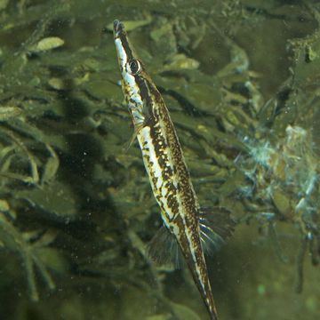 Sea stickleback