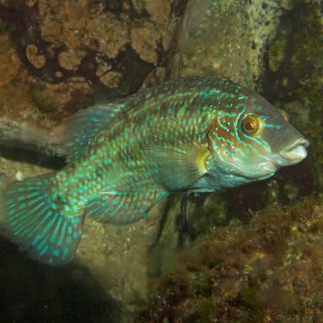 Corkwing wrasse