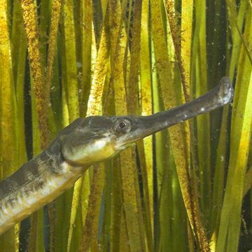 Greater pipefish