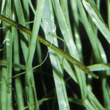 Broadnosed pipefish