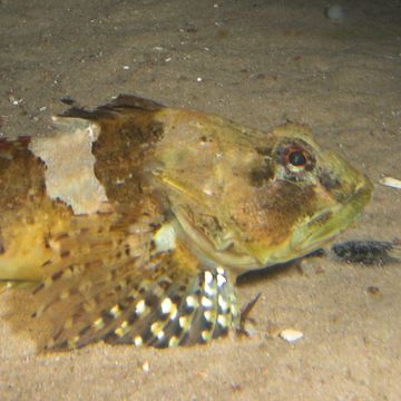 Longspined bullhead