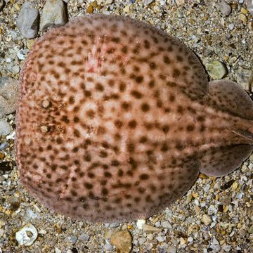 Marbled electric ray