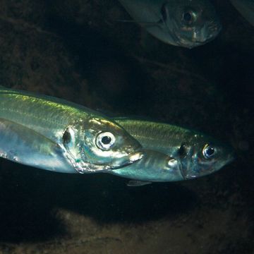 Atlantic horse mackerel