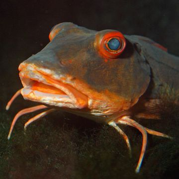 Tub gurnard