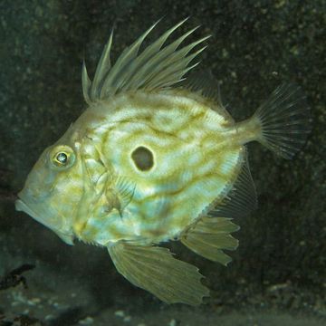 John dory