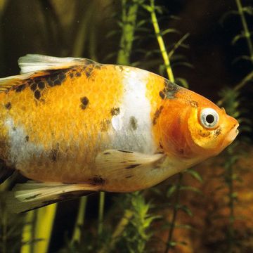 Goldfisch-Shubunkin
