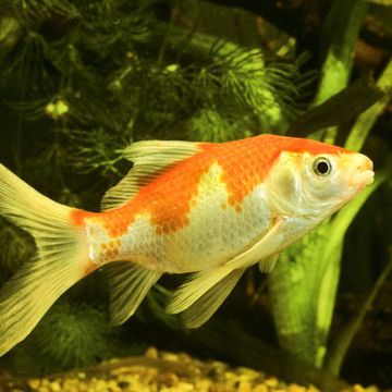 Carassius gibelio auratus sarasa