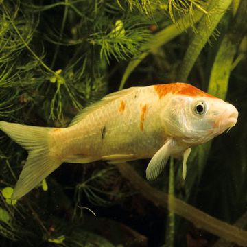 Cyprinus carpio haematopterus