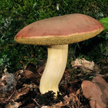 Xerocomus communis