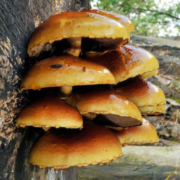 Pholiota aurivella