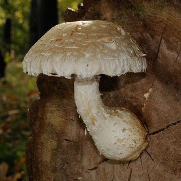 Destructive Pholiota