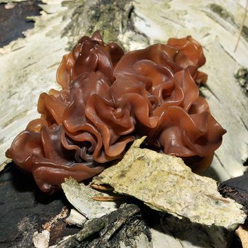 Tremella foliacea