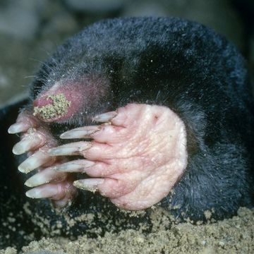 European Mole