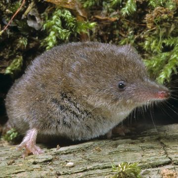 Eurasian Pygmy Shrew