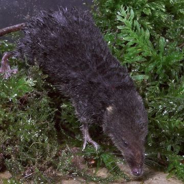 Eurasian Water Shrew