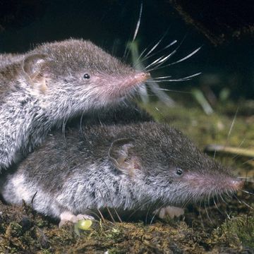 Bicolored Shrew