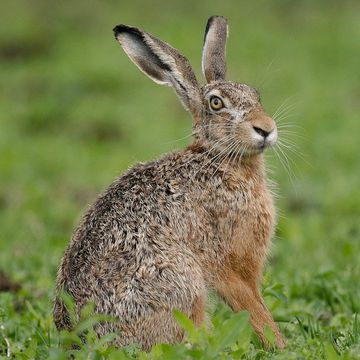 Lepus europaeus