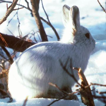 Schneehase