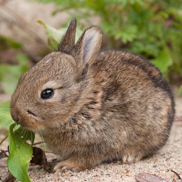 European Rabbit