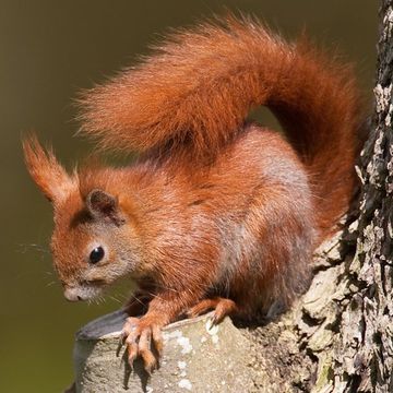 Eurasian Red Squirrel