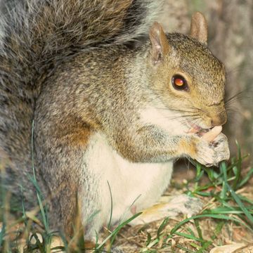 Grey Squirrel