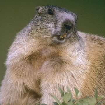 Alpine Marmot