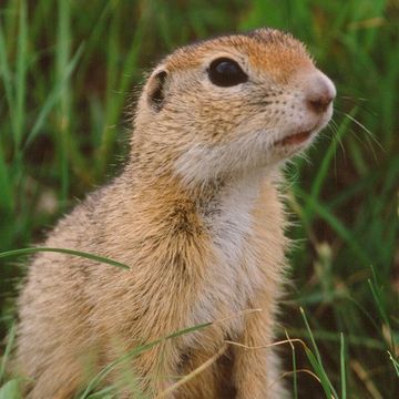 European ground squirrel