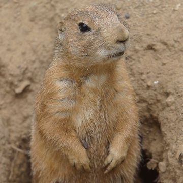 Black-tailed Prairie Dog