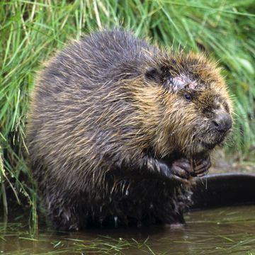 Eurasian Beaver