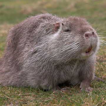 Myocastor coypus