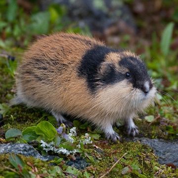 Berg-Lemming