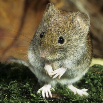 Bank Vole