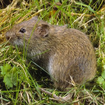 Common Vole