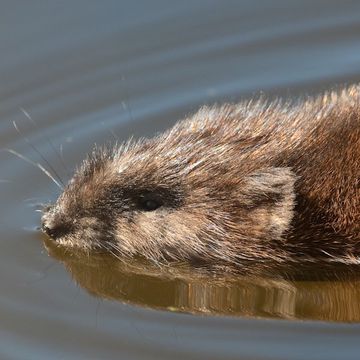 Ondatra zibethicus