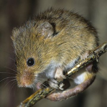 Eurasian Harvest Mouse