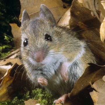 Waldmaus