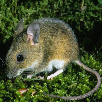 Yellow-necked Mouse