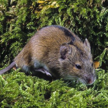 Striped Field Mouse