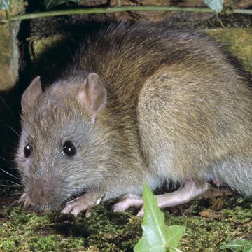 Brown Rat