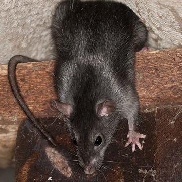 Black Rat