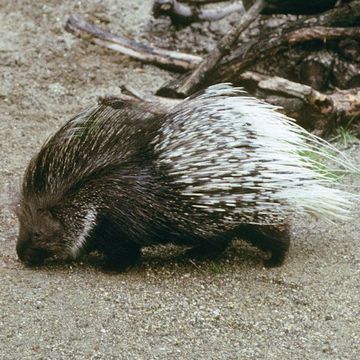 Crested Porcupine