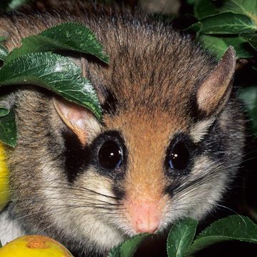 Garden Dormouse