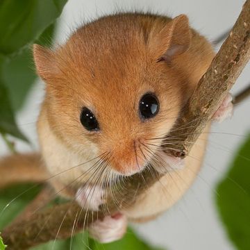 Hazel Dormouse