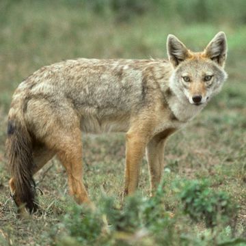 Golden Jackal