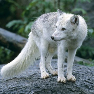 Arctic Fox