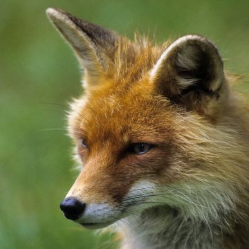 Red Fox