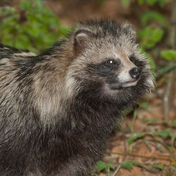 Raccoon Dog